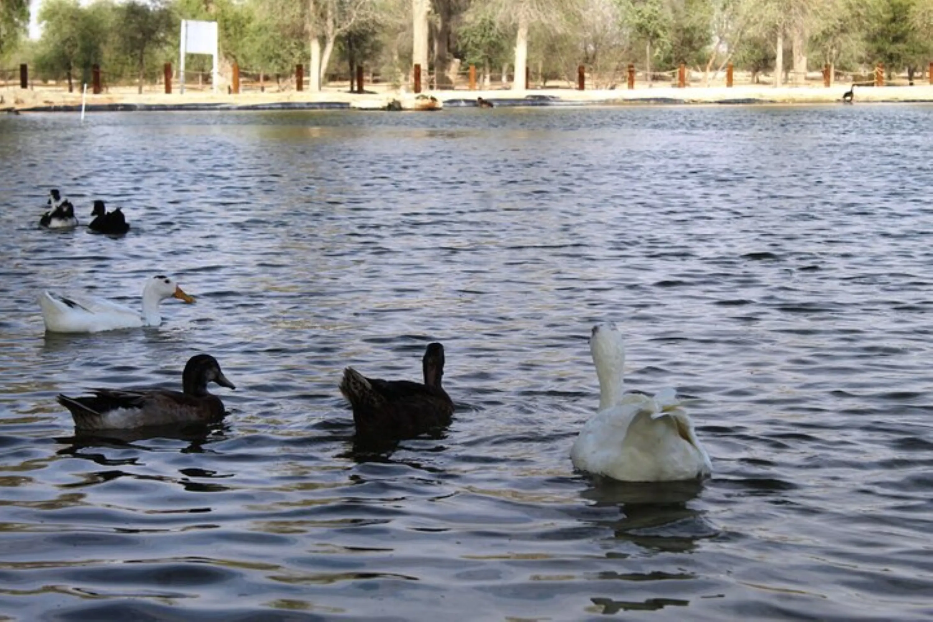 Dubai's Sunrise Safari with Wildlife Experience or Morning Safari in Dubai - Photo 9