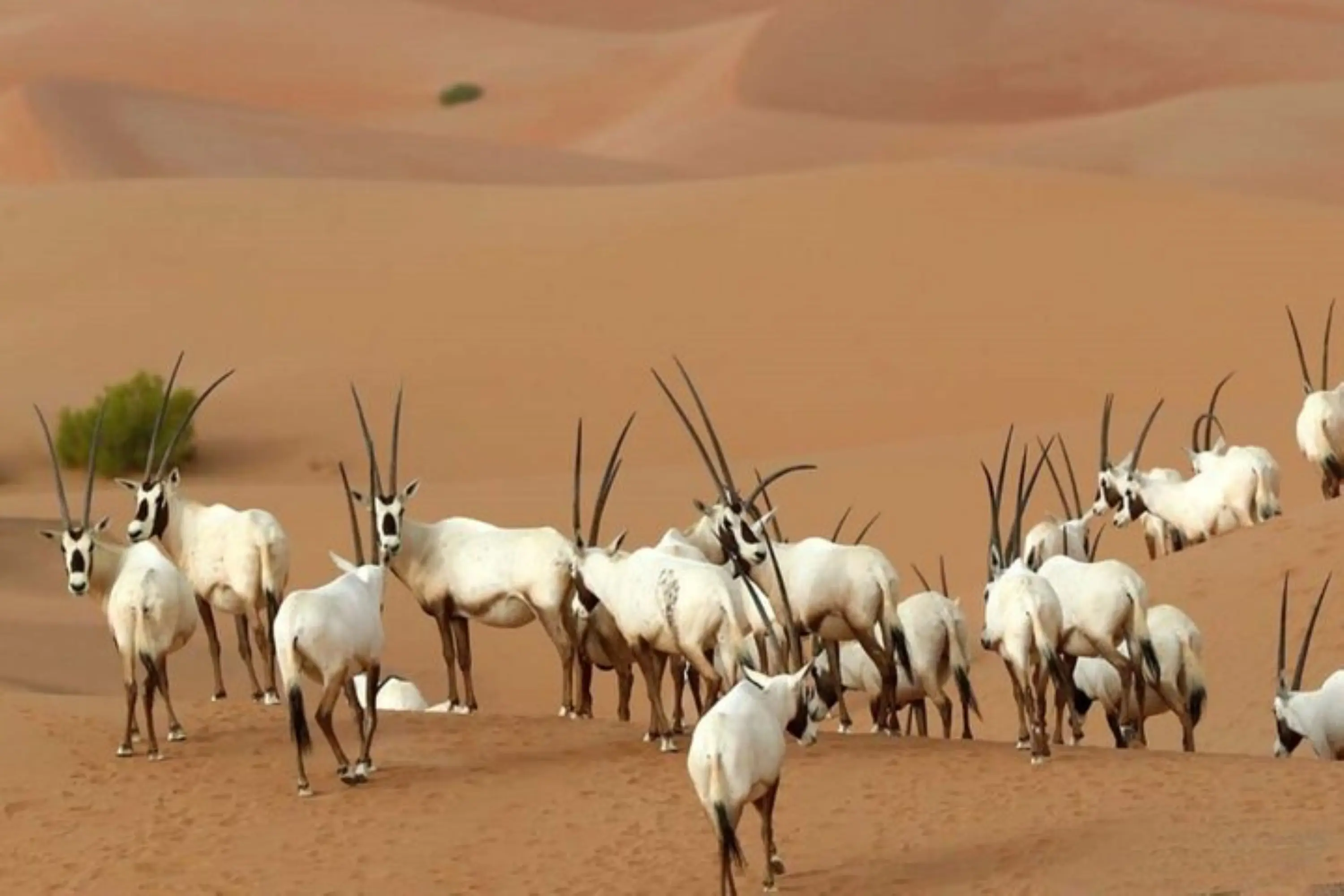 Dubai's Sunrise Safari with Wildlife Experience or Morning Safari in Dubai - Photo 10