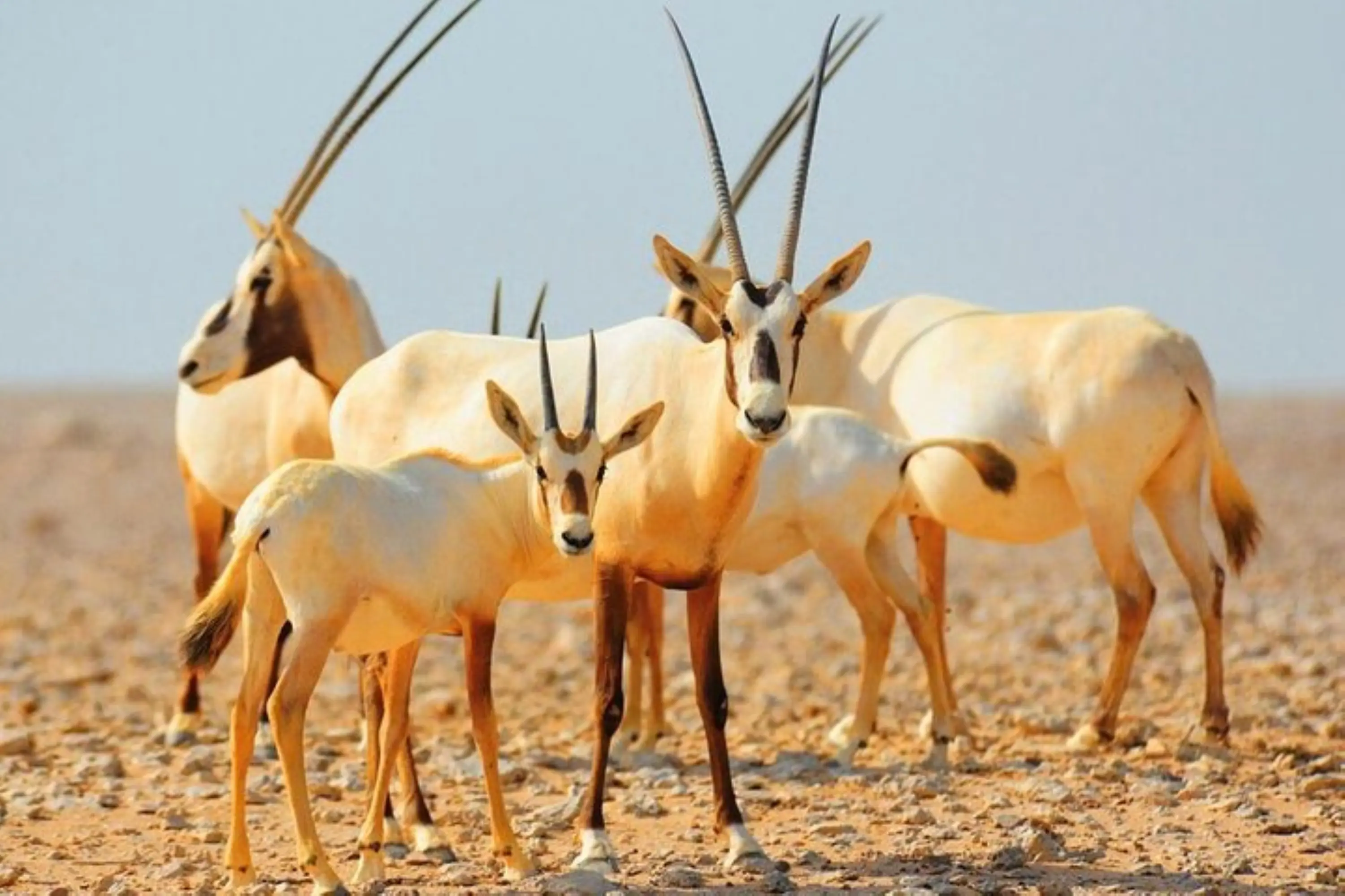 Dubai's Sunrise Safari with Wildlife Experience or Morning Safari in Dubai - Photo 11
