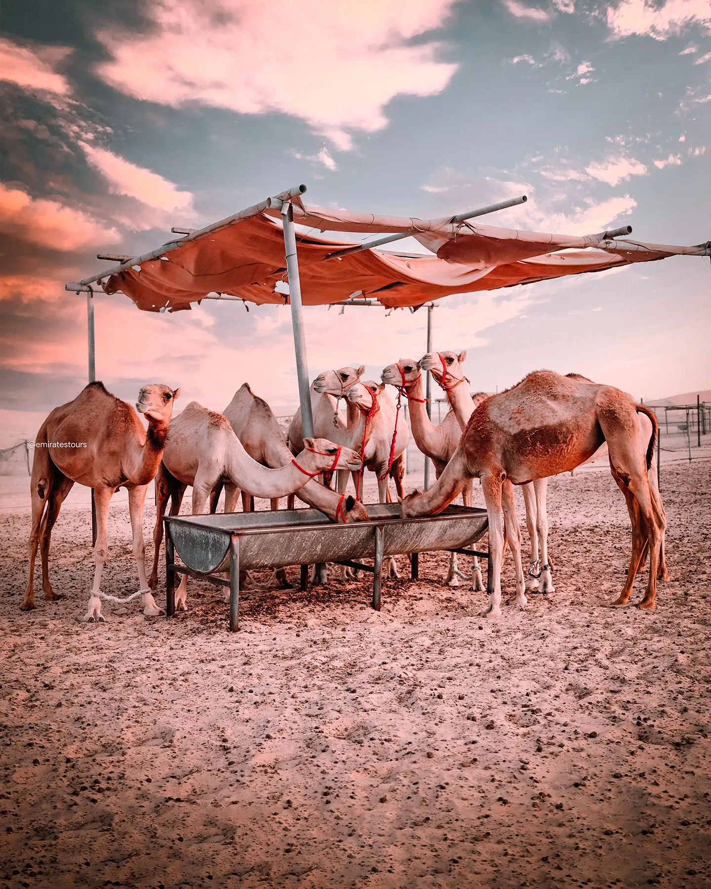 Overnight Desert Safari & Camp Experience in Abu Dhabi - Photo 4