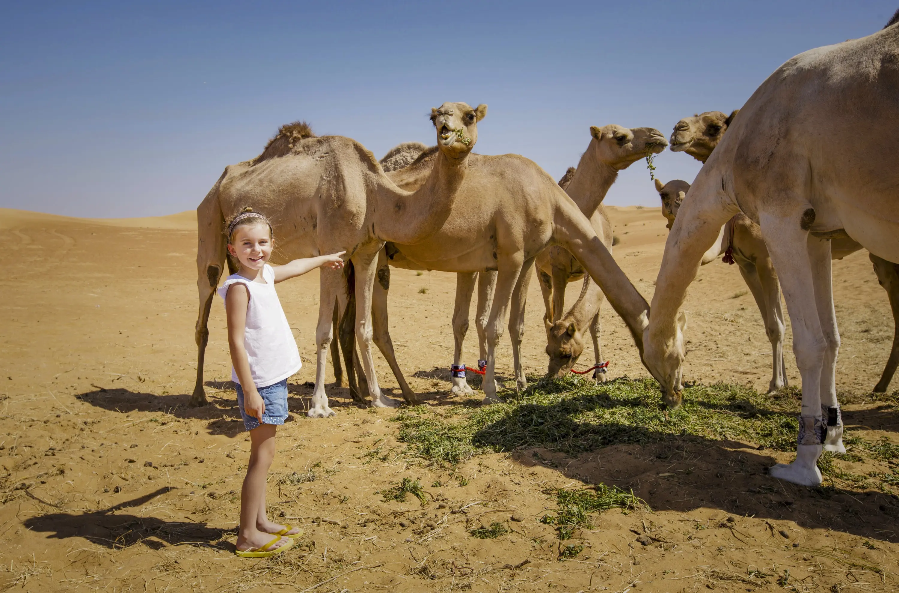 Arabian Desert 4-Hour Guided Safari Experience in Abu Dhabi - Photo 13