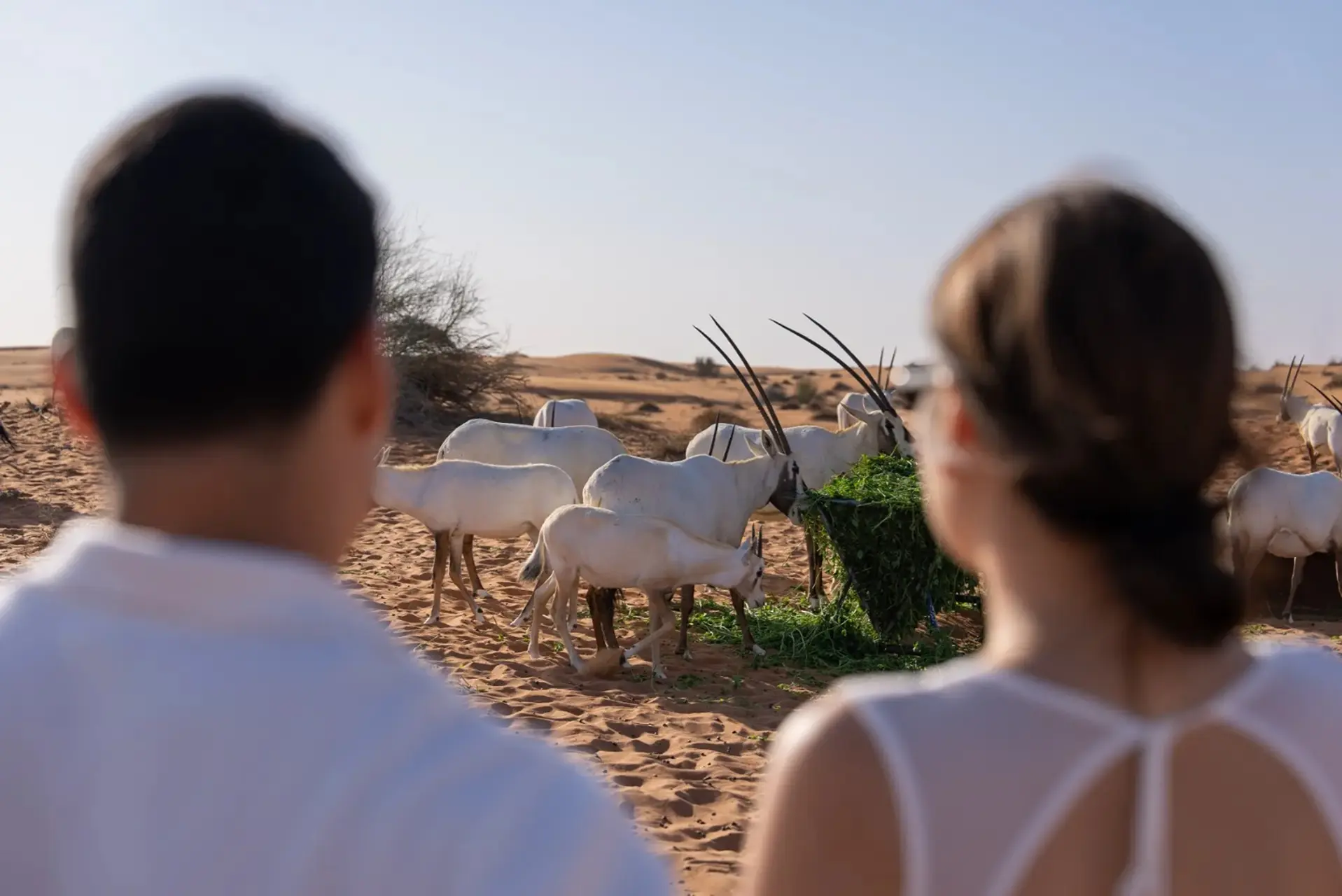 57 Luxury Heritage Desert Safari in Dubai - Photo 3