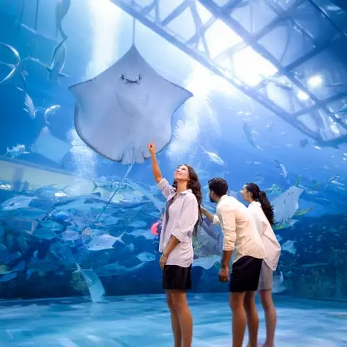 Dubai Aquarium and Underwater Zoo Dubai Aquarium and Underwater Zoo in Dubai - Photo 7