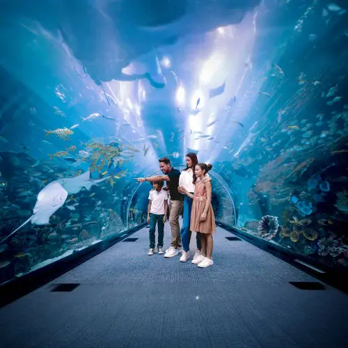 Dubai Aquarium and Underwater Zoo Dubai Aquarium and Underwater Zoo in Dubai - Photo 4