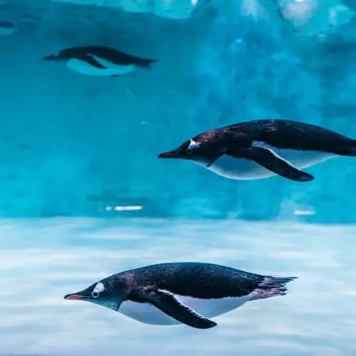 Dubai Aquarium and Penguin Encounter Dubai Aquarium and Penguin Encounter in Dubai - Photo 7