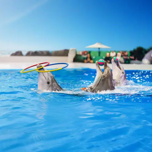 Dubai Dolphinarium Tickets