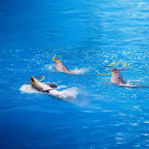 Dubai Dolphinarium Tickets in Dubai - Photo 5