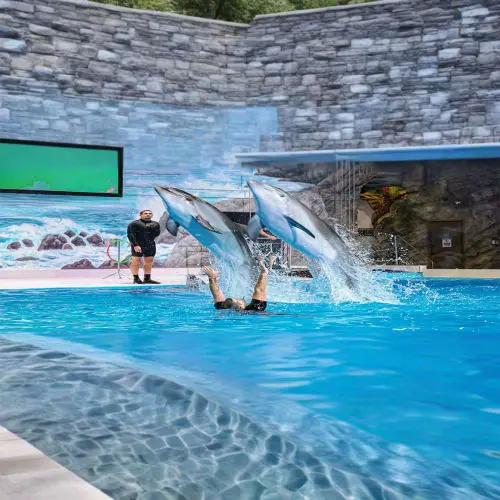 Dubai Dolphinarium Tickets in Dubai