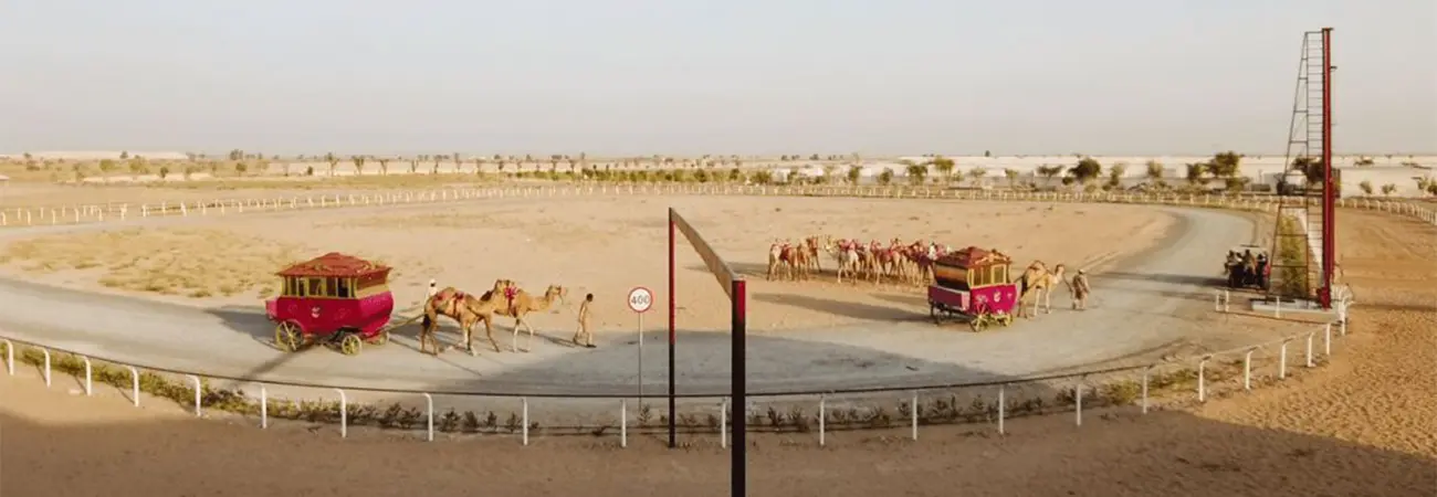 Guided Trip to Camel Farm in Dubai