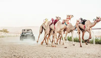 Guided Trip to Camel Farm in Dubai - Photo 4