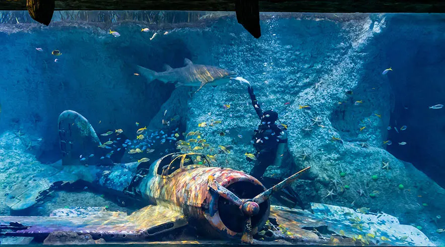 The National Aquarium Abu Dhabi in Abu Dhabi