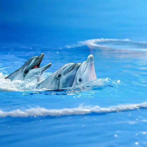 Dubai Dolphinarium in Dubai - Photo 5