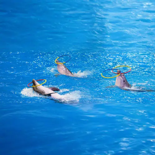 Dubai Dolphinarium in Dubai - Photo 3